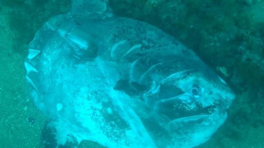 Hallan en Xàbia un pez luna muerto con cortes de hélices