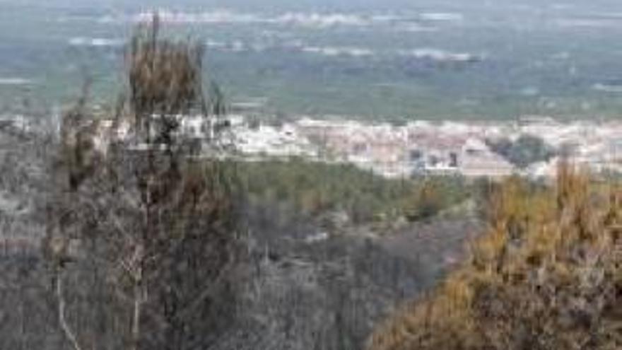 Las montañas de la Ribera acumulan el doble de biomasa que hace 40 años
