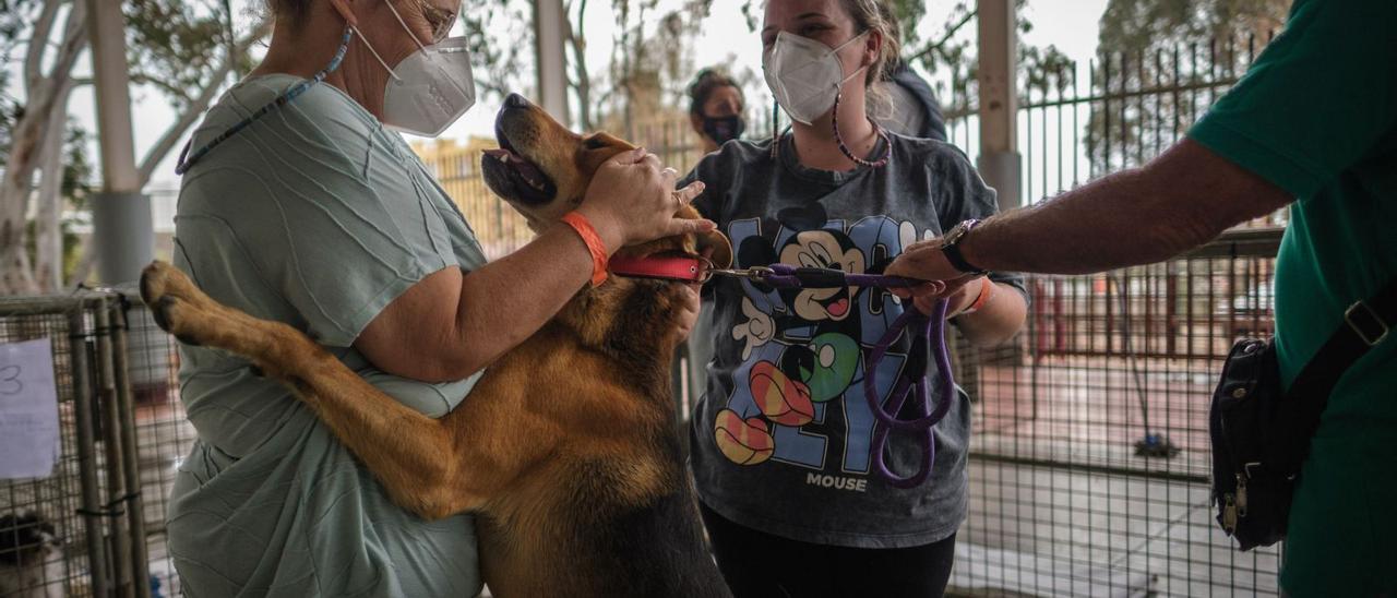 El 20% de las mascotas evacuadas no ha vuelto a casa