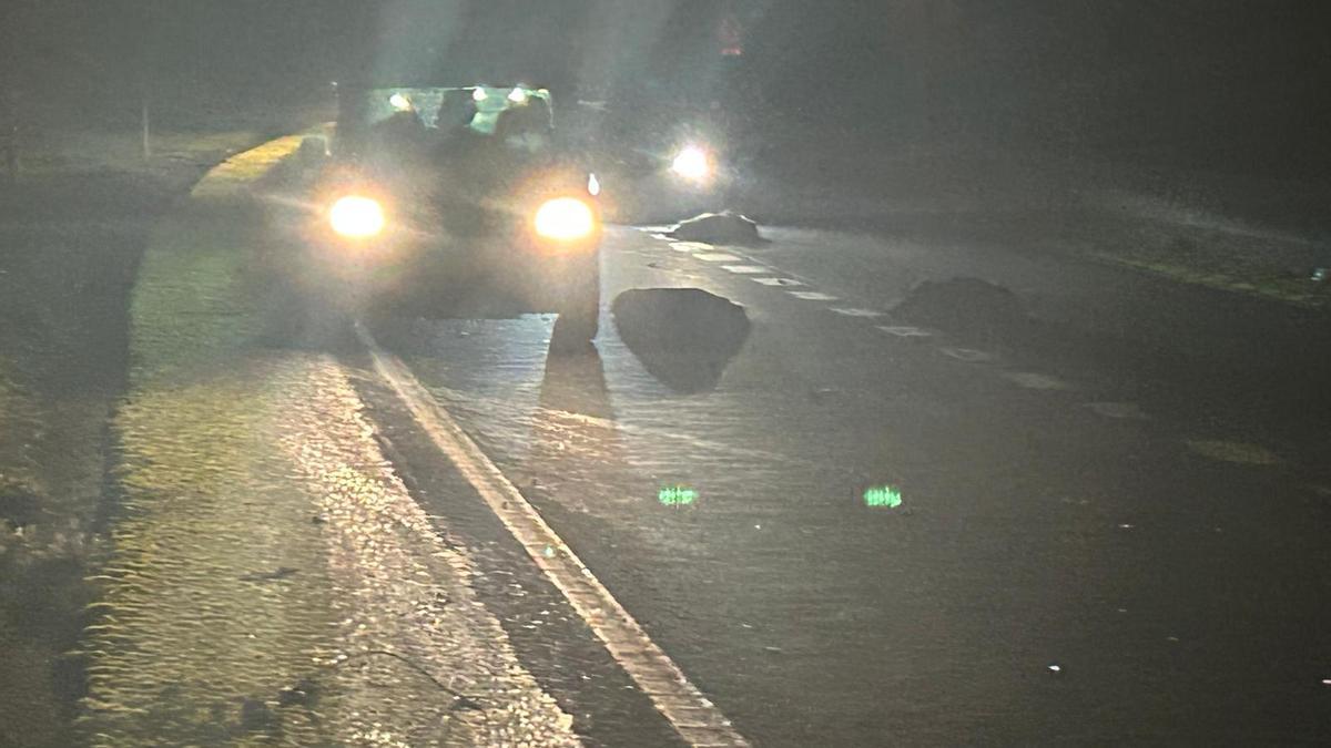 Algunos de los jabalíes atropellados hace diez días en la vía rápida.