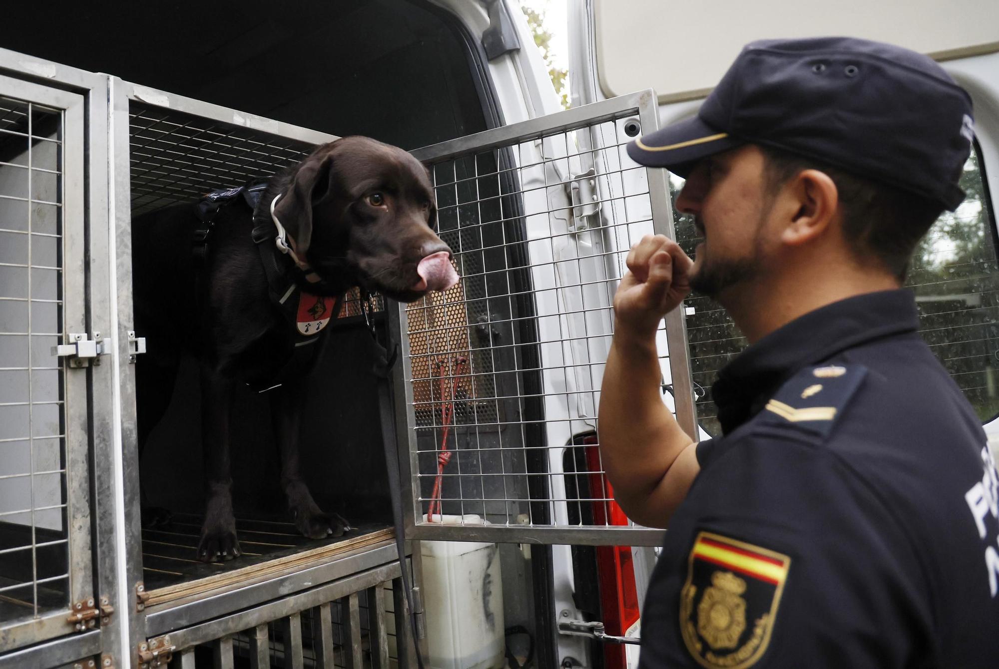 Exhibición de la Policía Nacional en el auditorio de Castrelos en Vigo