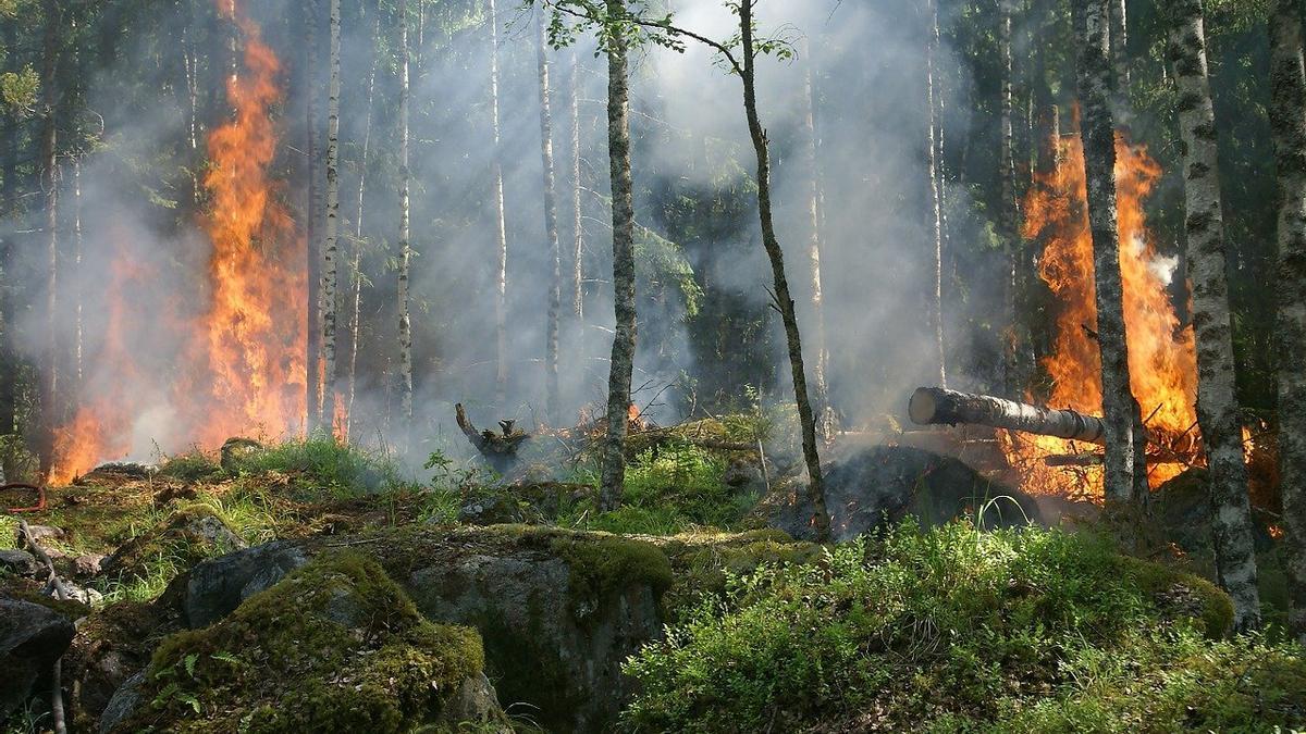 Ganadería tradicional para prevenir los incendios forestales