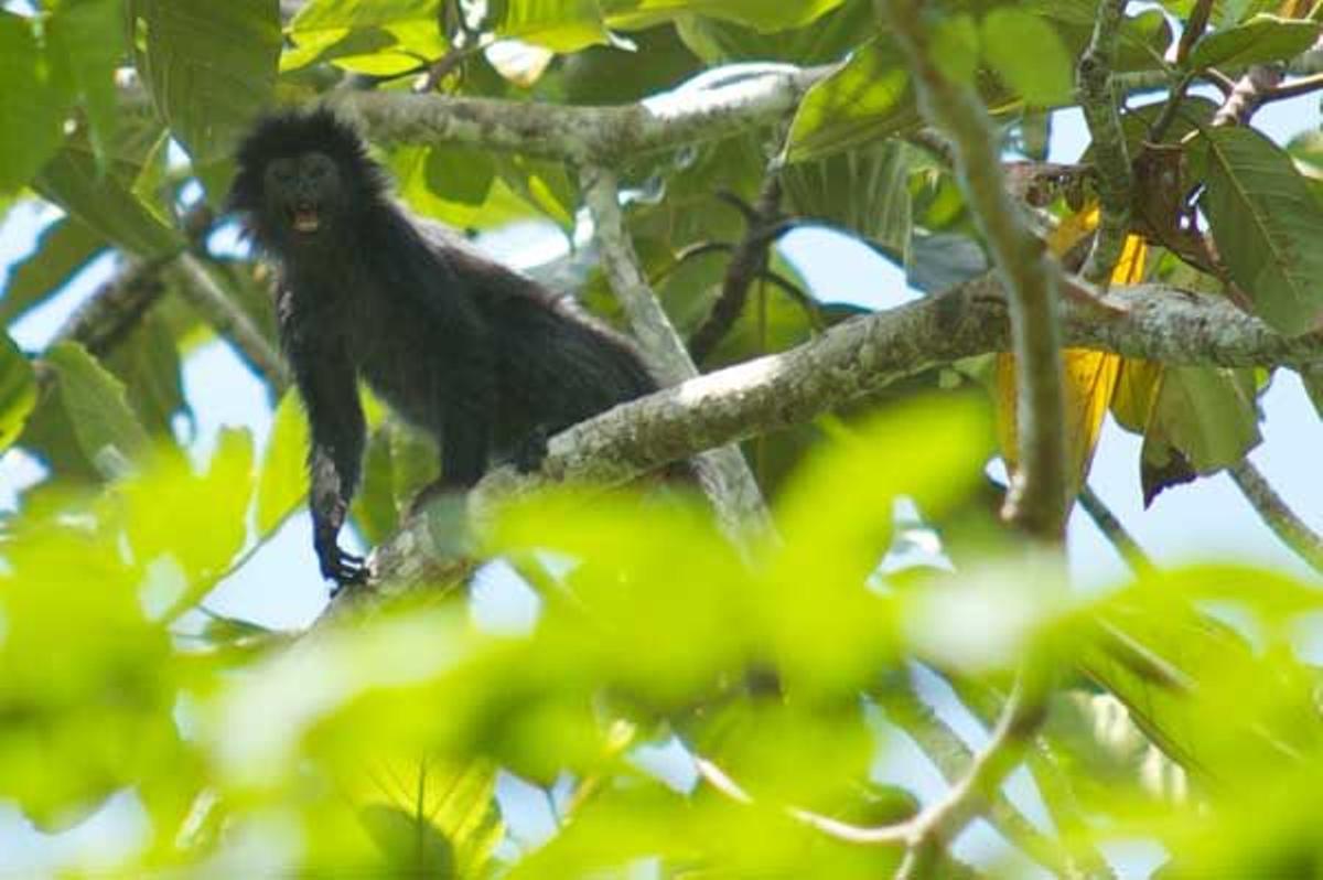 Los monos negros observan al viajero desde las copas de los árboles