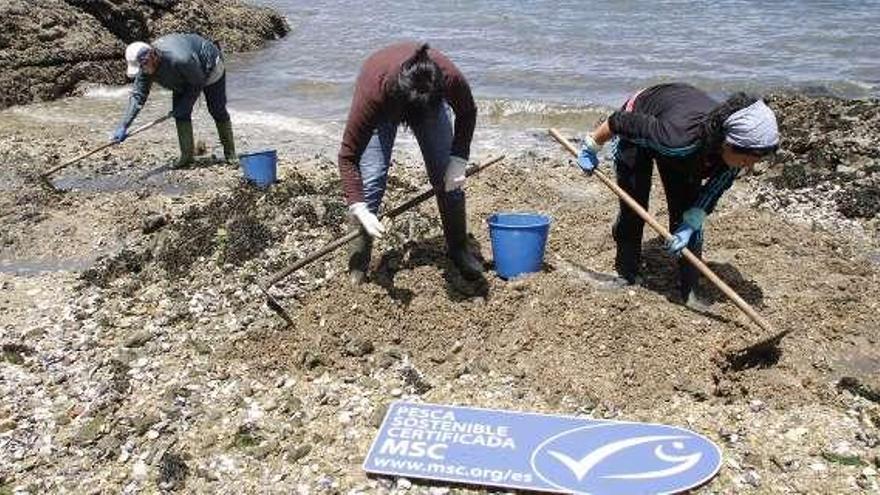 Bueu reclama una campaña para la navaja con sello MSC