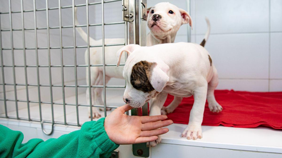 Dos cachorros en una tienda de animales.