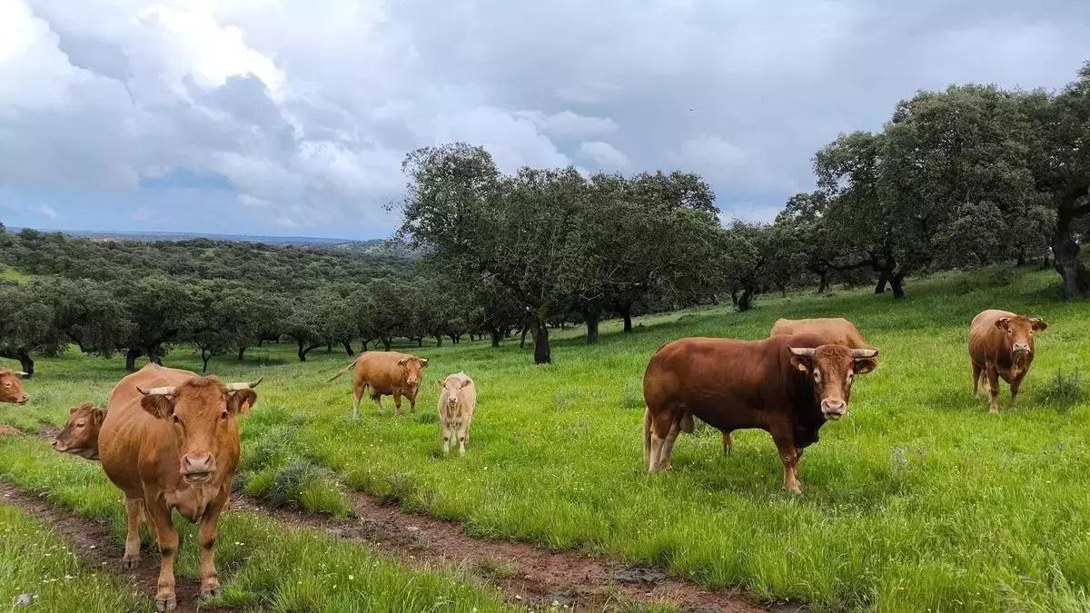 Ganado bovino en una dehesa extremeña.
