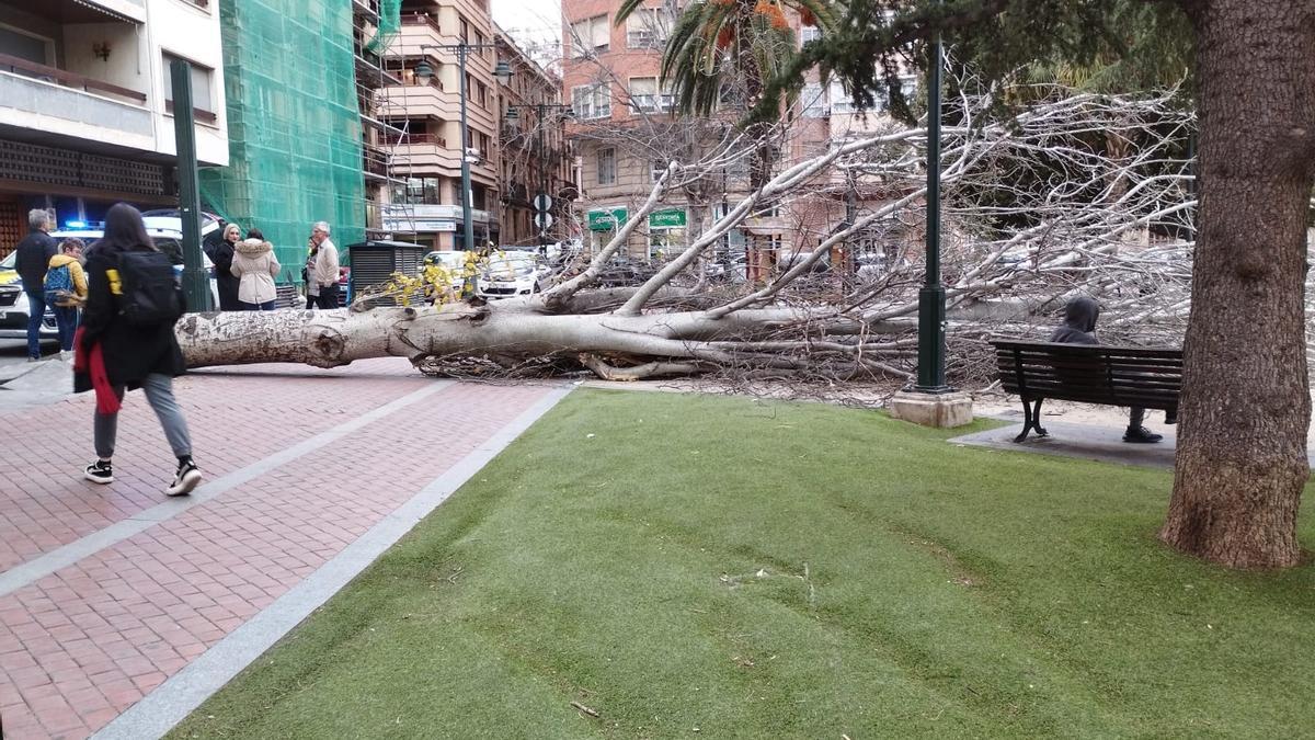 Árbol desplomado este jueves en la plaza Pintor Gisbert de Alcoy.
