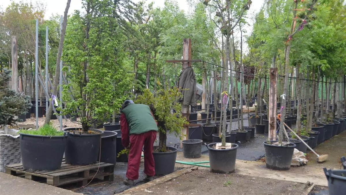 Asprosub Benavente: jardinería con un importante valor social