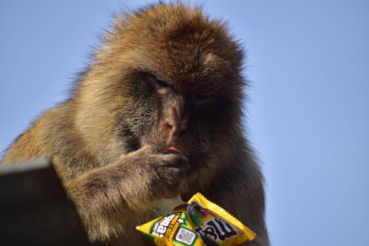 Un macaco de Gibraltar ingiriendo comida basura