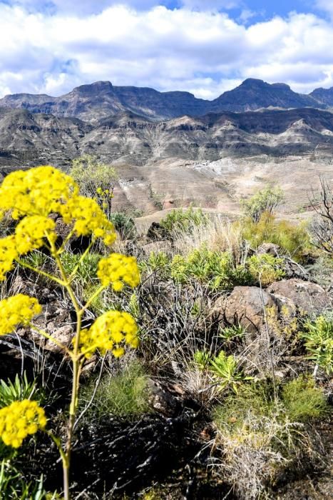 GRAN CANARIA 26-01-2019  SANTA LUCIA DE TIRAJANA-SAN BARTOLOME DE TIRAJANA. Fotos al macizo de Amurga. Fotos a los terrenos de la familia de Román comprados por el Cabildo.  FOTOS: JUAN CASTRO