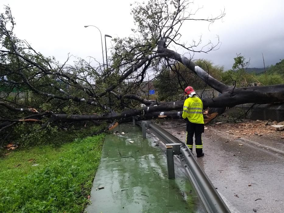 Los bomberos han tenido que actuar en el Camino de Casabermeja tras caer un árbol de grandes dimensiones a la calzada.