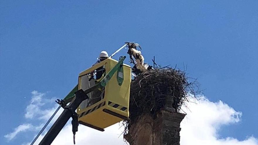 Muere una cigüeña atrapada