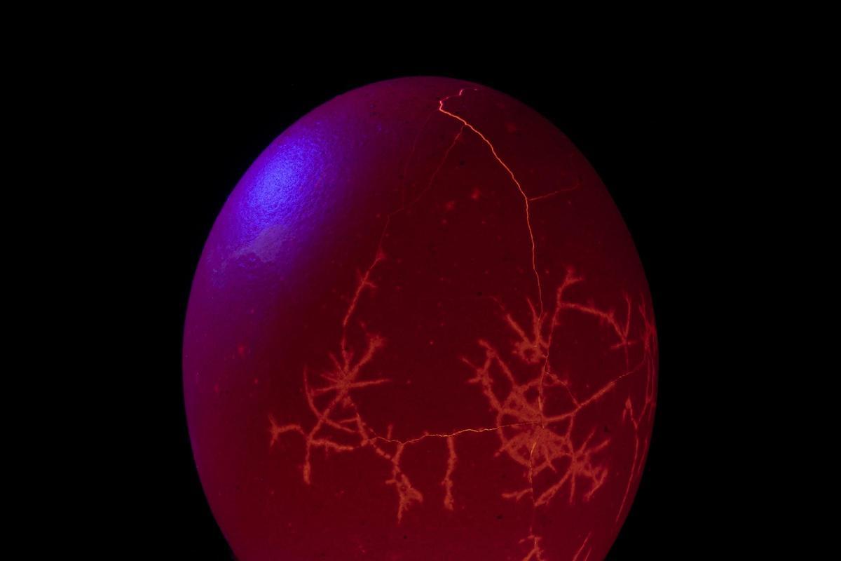 Dentro del cascarón, de Jesús Miguel Rodríguez Castaño