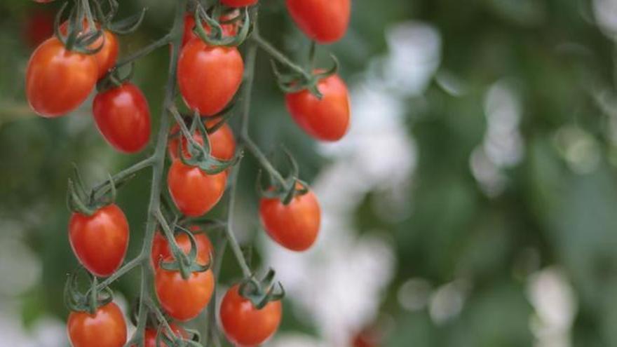 Brot de salmonel·la vinculat a tomàquets cherry: 12 països d’Europa ja estan afectats