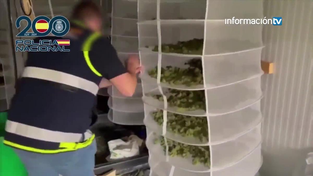 Desmantelada una plantación de marihuana en una antigua fábrica de zapatos de Elche