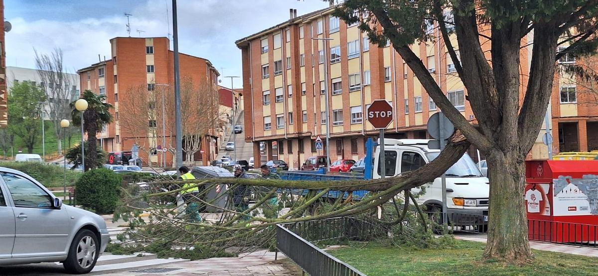 Cortando la rama para poder retirarla.