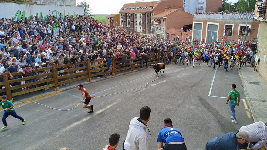 Benavente conocerá el sábado el astado que correrá enmaromado en el XIX Congreso de Toros con Cuerda