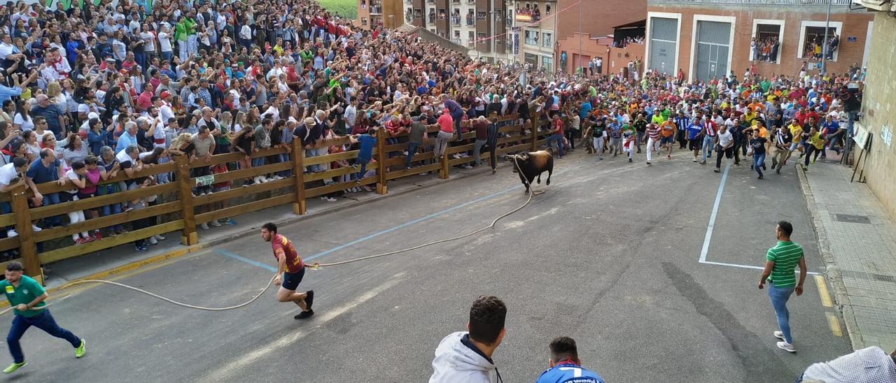 Carrera de un toro enmaromado en Benavente. / E. P.