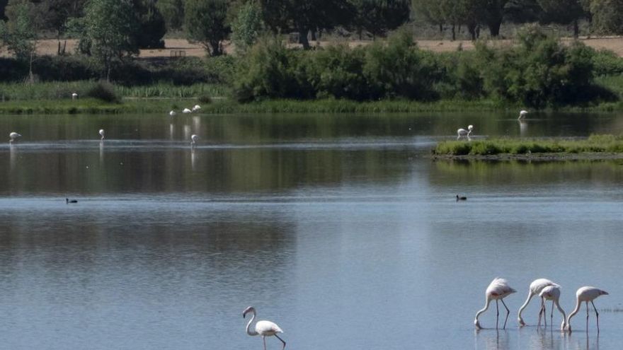 La próxima campaña de la fresa usará un 15% menos de agua del acuífero de Doñana