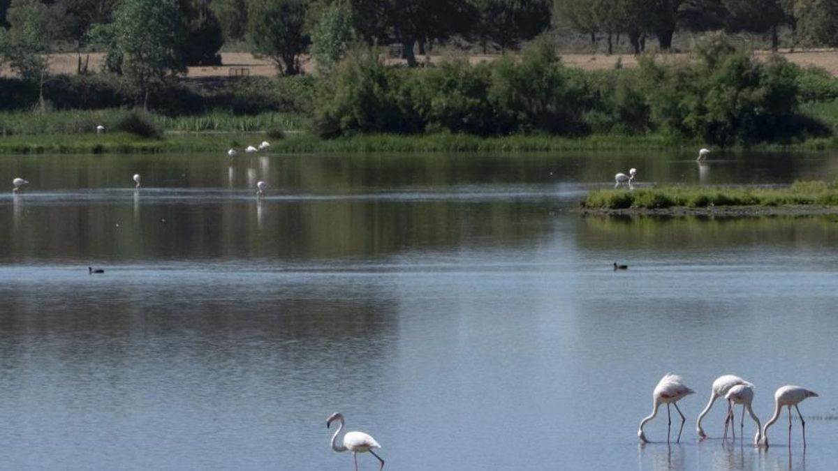 Flamencos y otras especies diferentes de aves que viven en el entorno del Parque Nacional de Doñana en el término municipal de Almonte (Huelva).