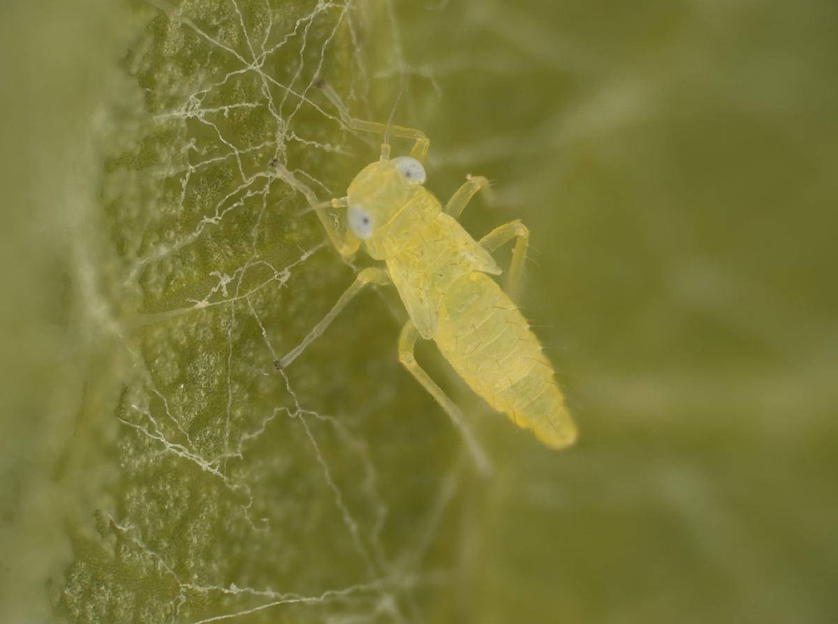 Ninfa de mosquito verde.