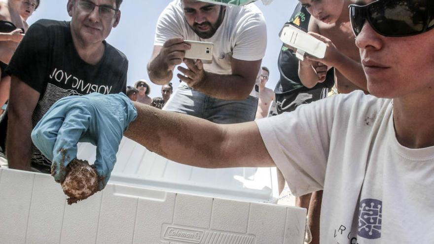 Medio Ambiente advierte de que podría haber un nuevo desove de tortuga boba en La Mata