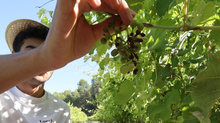 Uvas achicharradas por el calor en un viñedo de la zona de El Comtat.