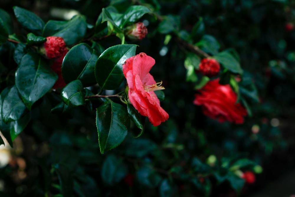 Camelias en el Botánico