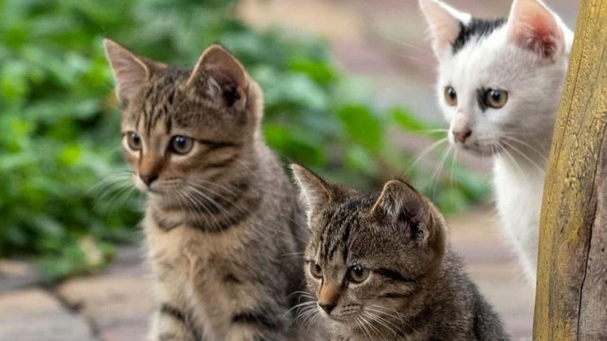 El Ayuntamiento de Jérica hará un censo de las colonias felinas.