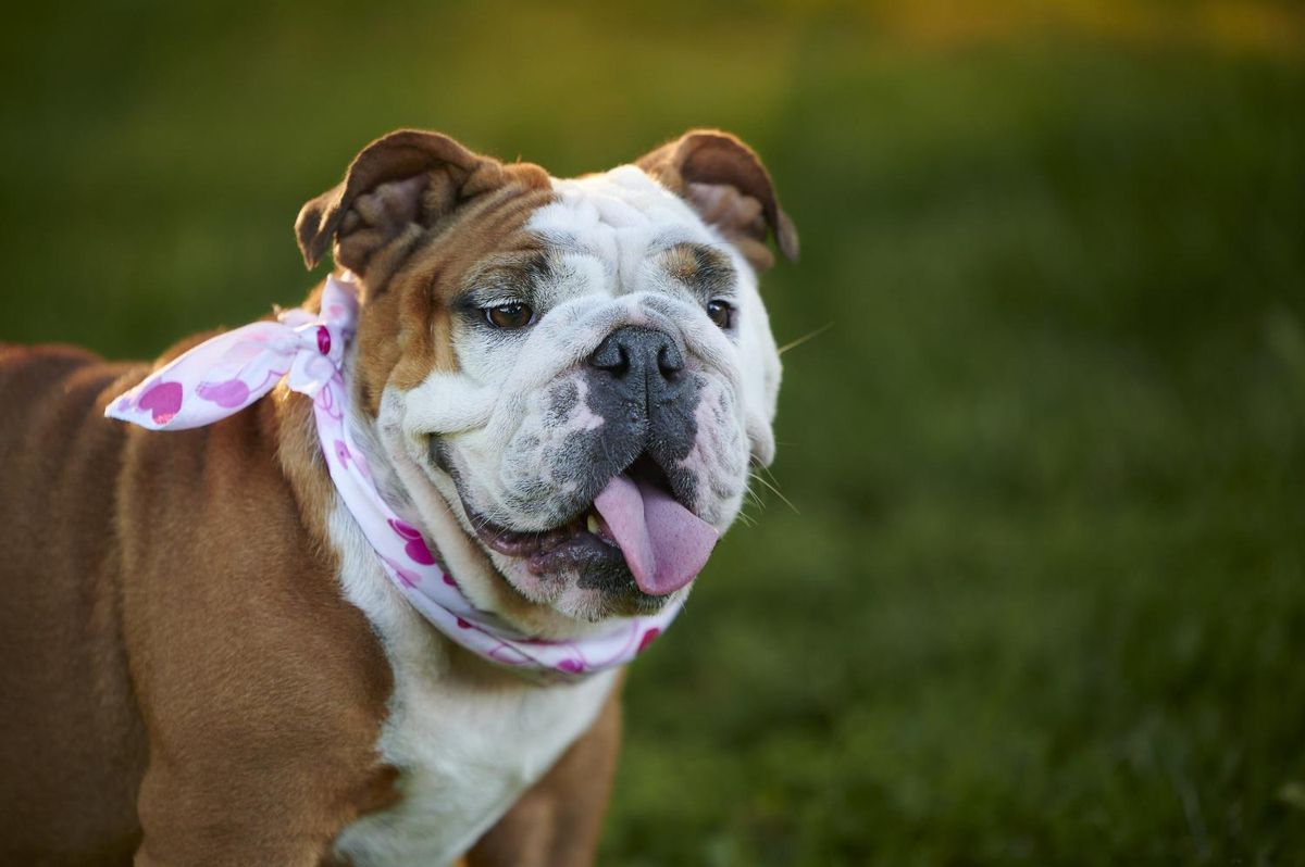 Bulldog inglés.