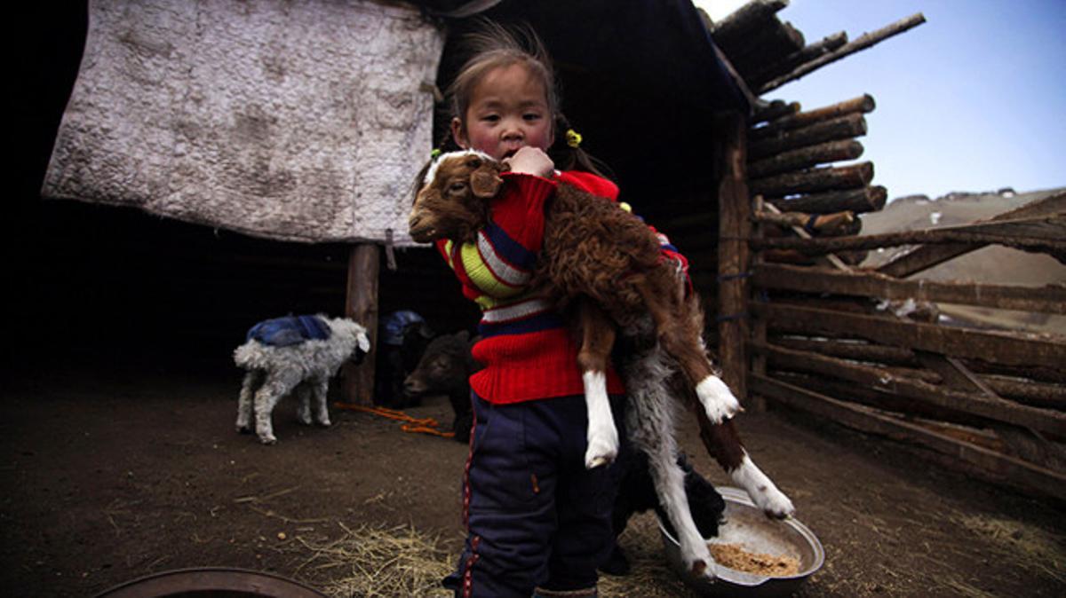 Una nena agafa una ovella a Uyanga (Mongòlia). Aquest hivern, a causa del fred intens, han mort al voltant de 8,2 milions d’animals a Mongòlia.