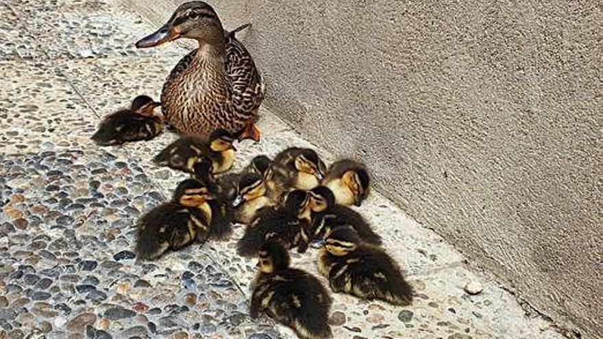 Cries d&#039;ànec collverd sorprenen veïns i turistes al Barri Vell de Girona