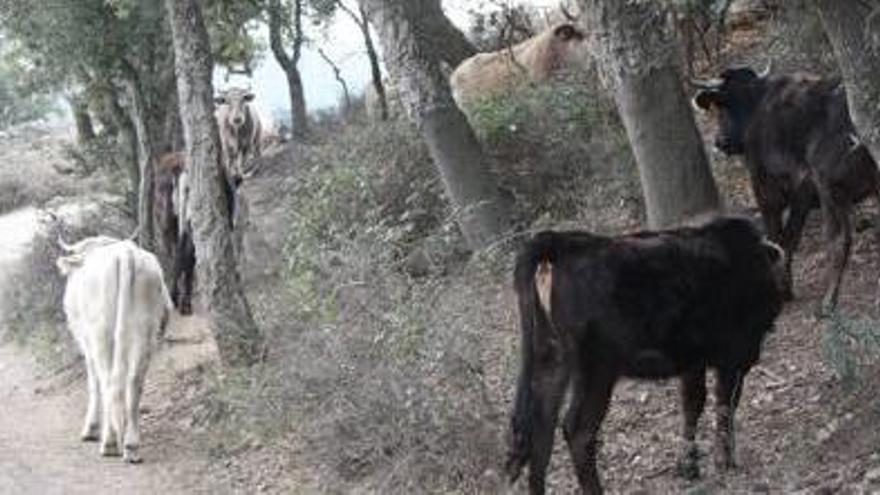 Exemplars de vaca de l&#039;Albera.