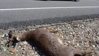 Nuevo accidente por fauna en Zamora en la N-122, esta vez, en Fonfría