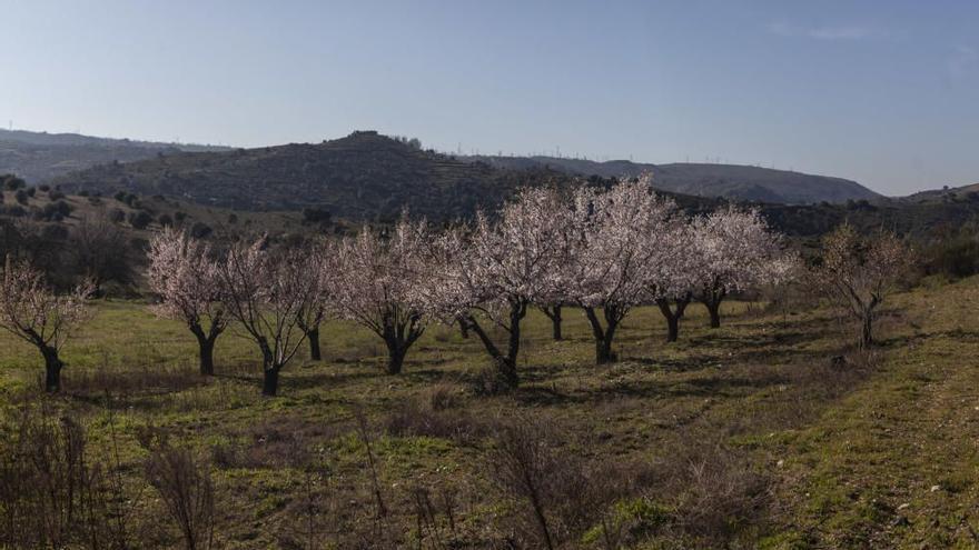 Almendros en una parcela de la provincia de Zamora