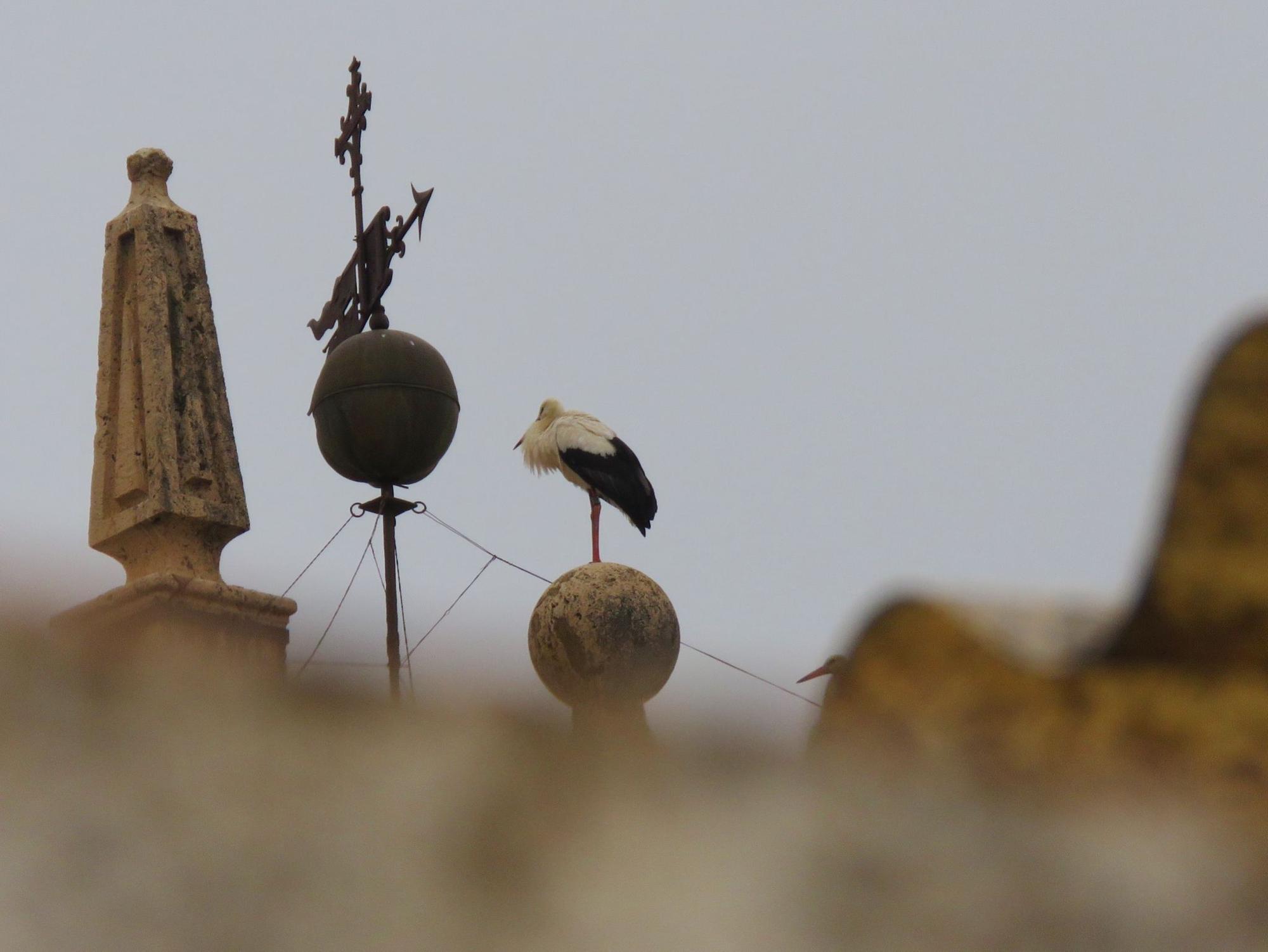 Las cigüeñas preparan sus nidos en Ayora