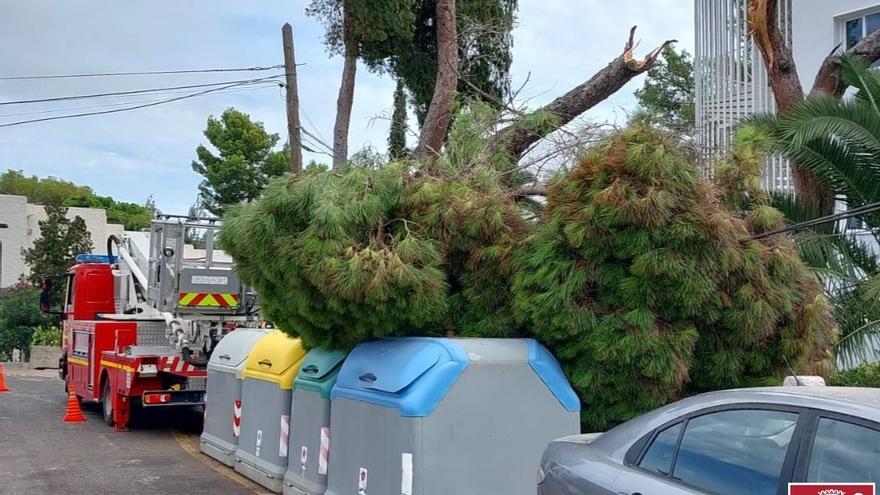 Una rama de un árbol de grandes dimensiones cae sobre un tendido telefónico en Siesta