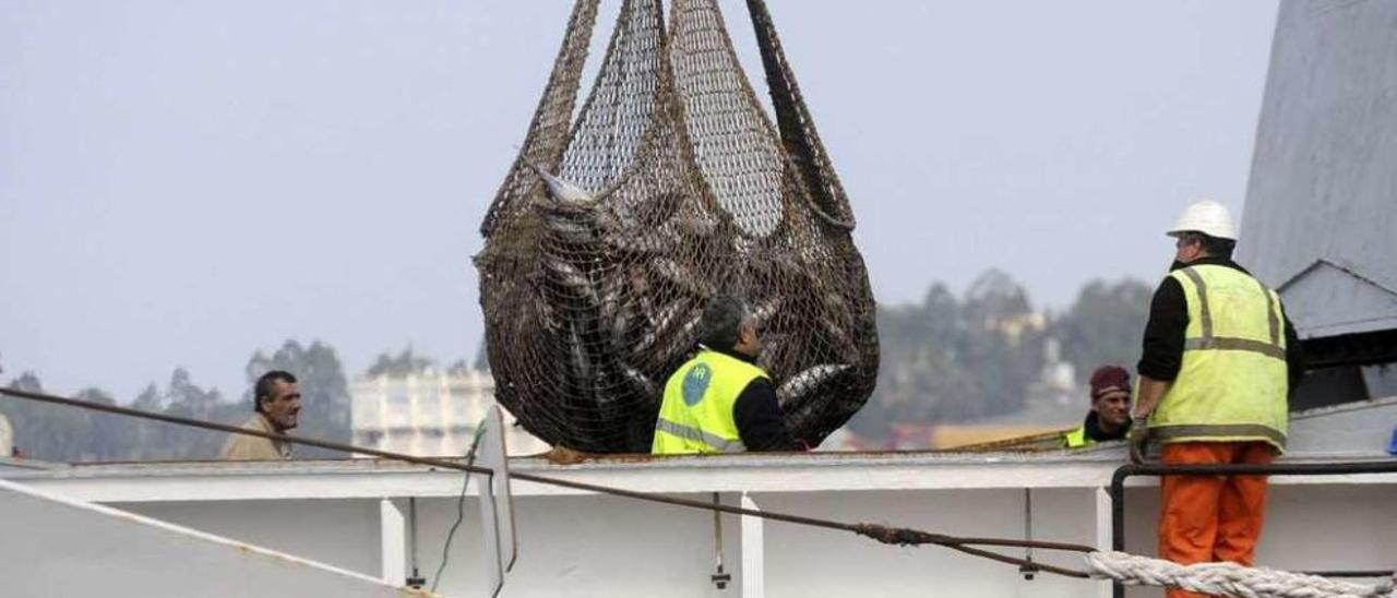 Imagen de una descarga de atún, en este caso, en el puerto de Vilagarcía. // Noé Parga