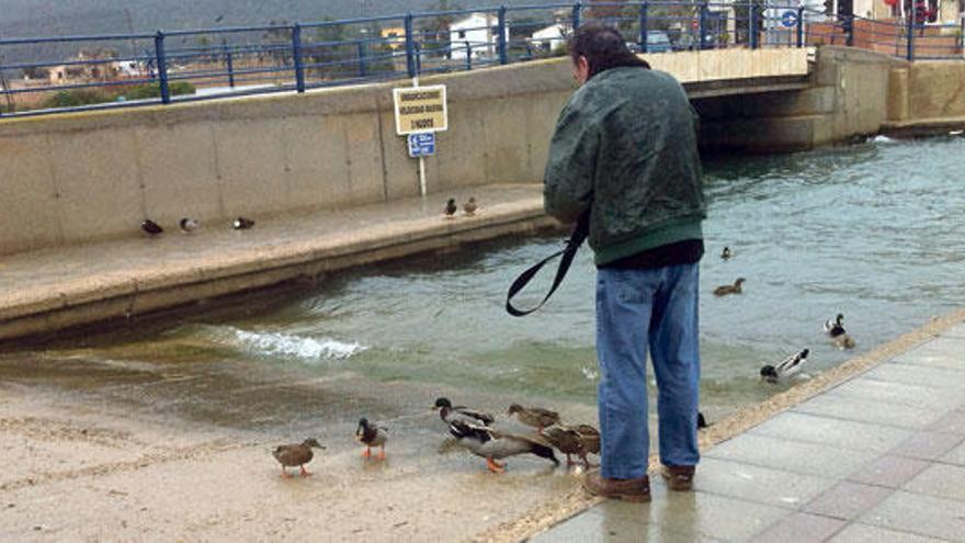 Ein Mann füttert Enten in Port d&#039;Andratx