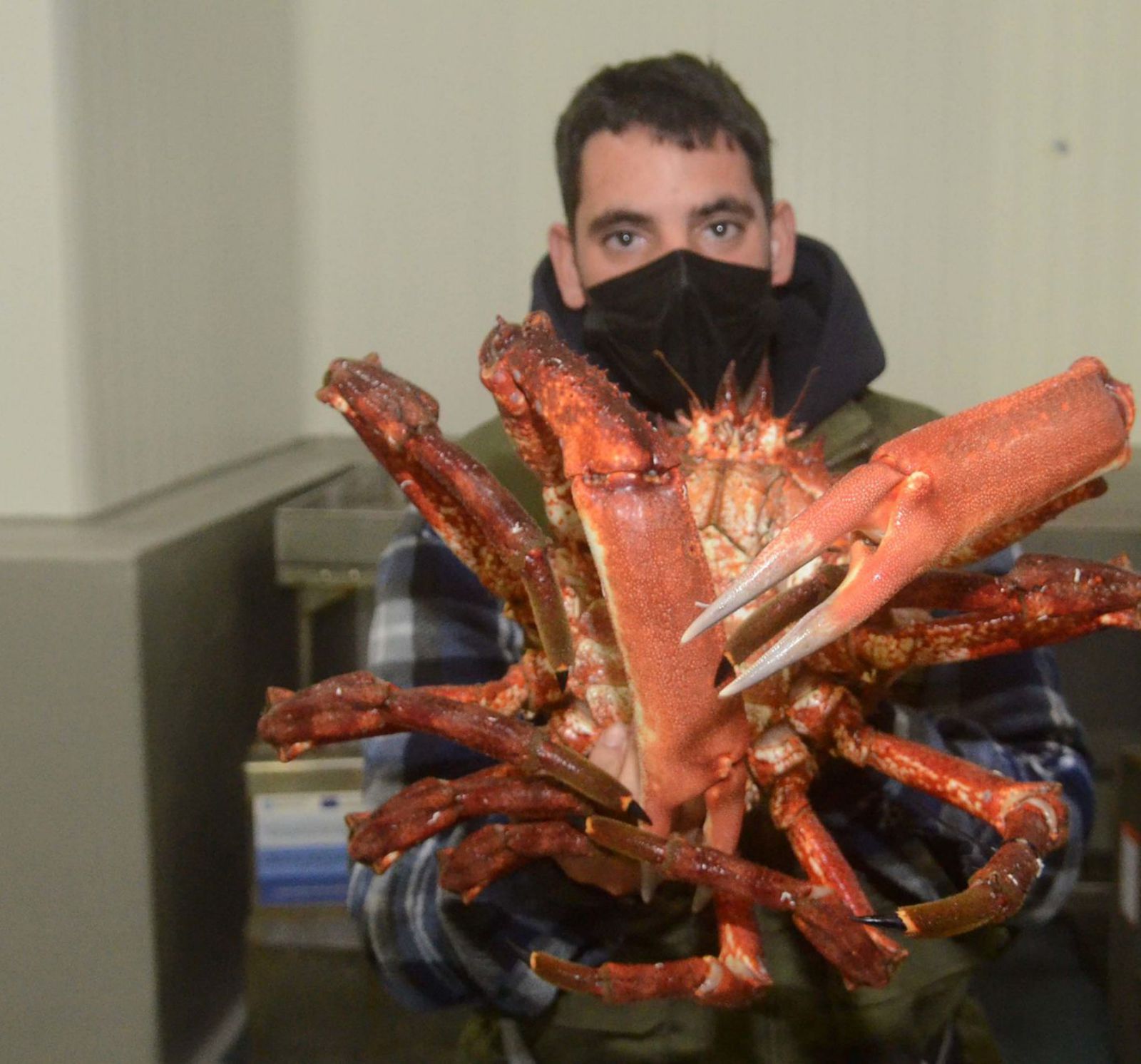 Un marinero muestra un centollo subastado en la lonja de O Grove.