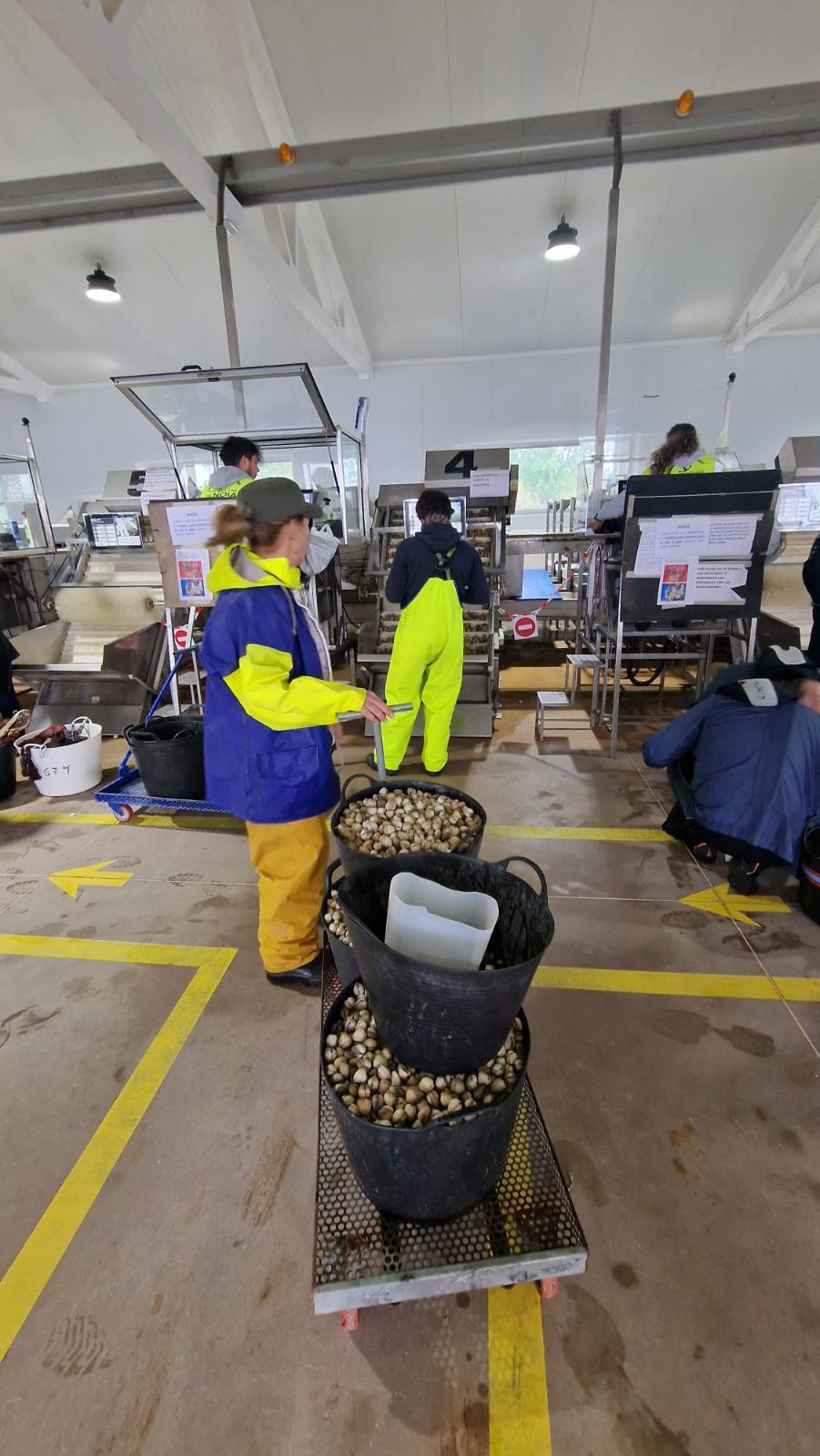 Así es el día a día en el puerto y la lonja de O Testal (Noia), donde cada vez se dan cita más mariscadores arousanos.