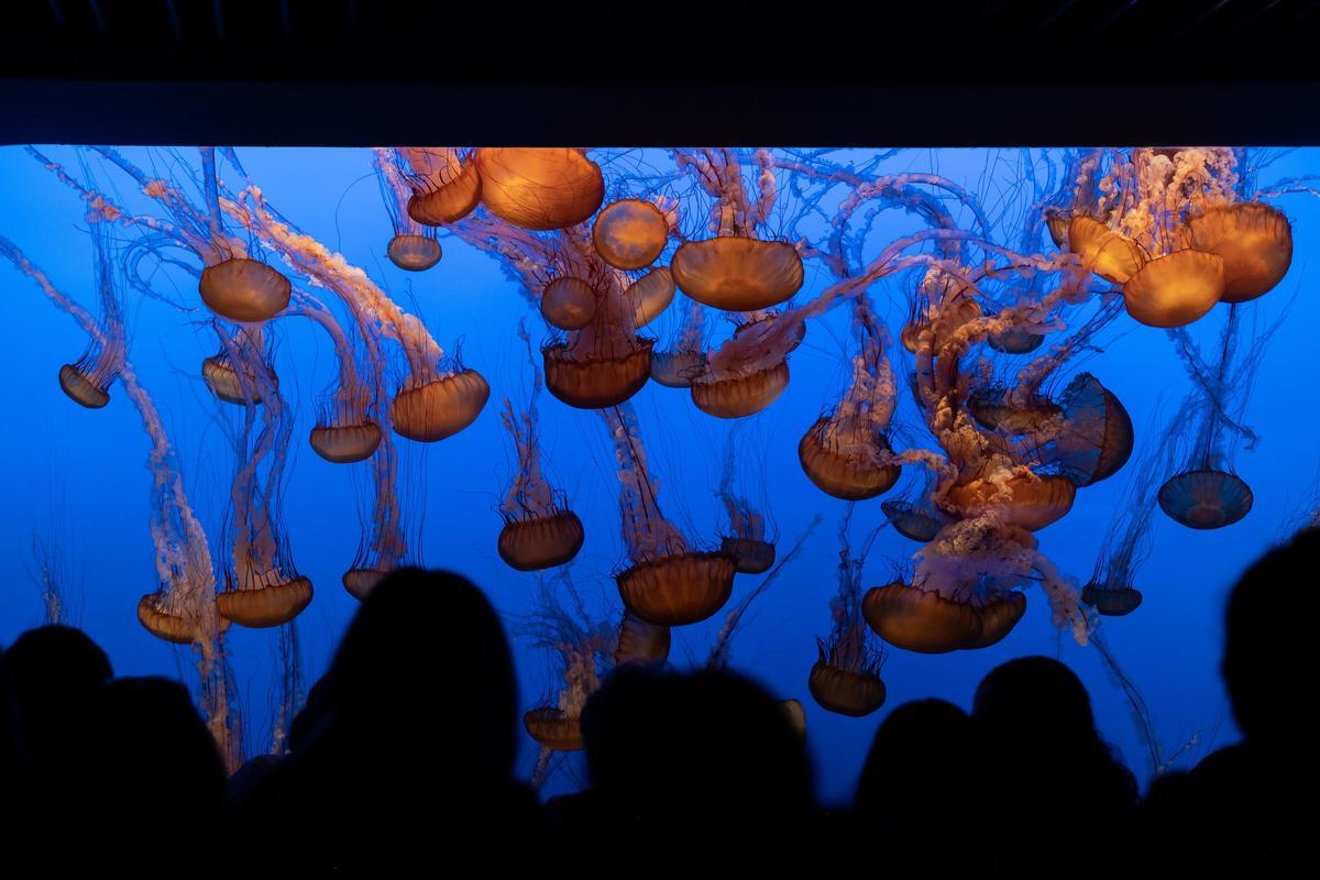 Varias personas observan medusas en un acuario.