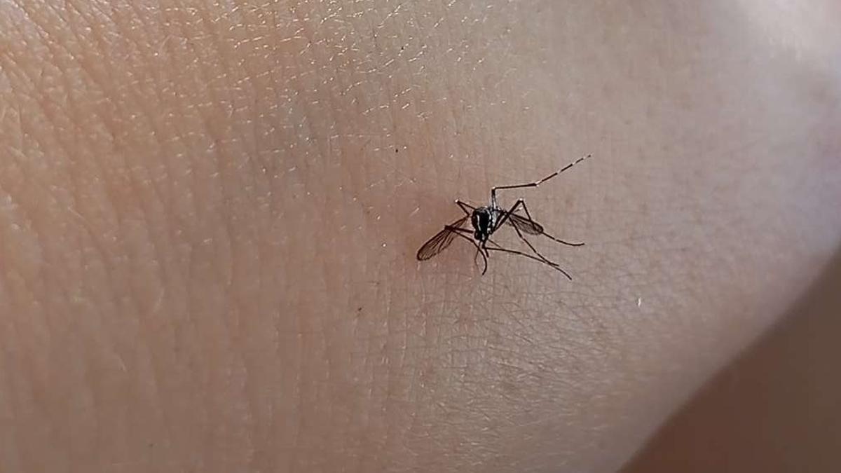 El primer mosquito tigre identificado en Moaña este año.