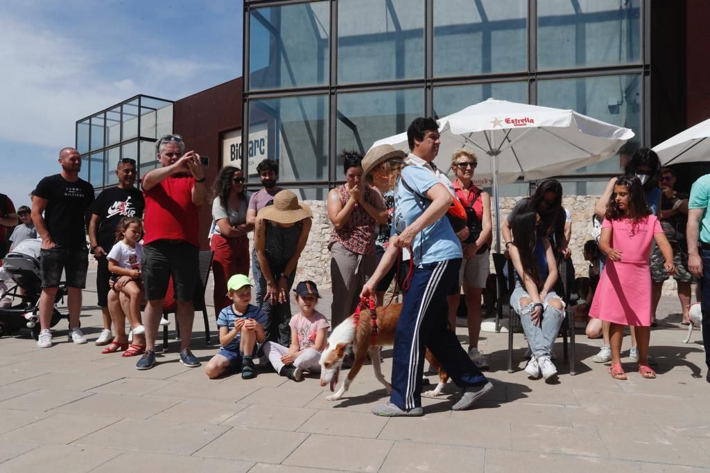 Pasarela de perros de adopción en Bioparc