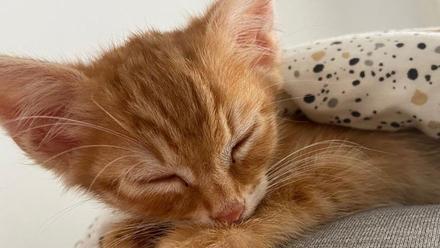 Adoptar gatos en Mallorca: quiero adoptar un gato ¿qué tengo que hacer?
