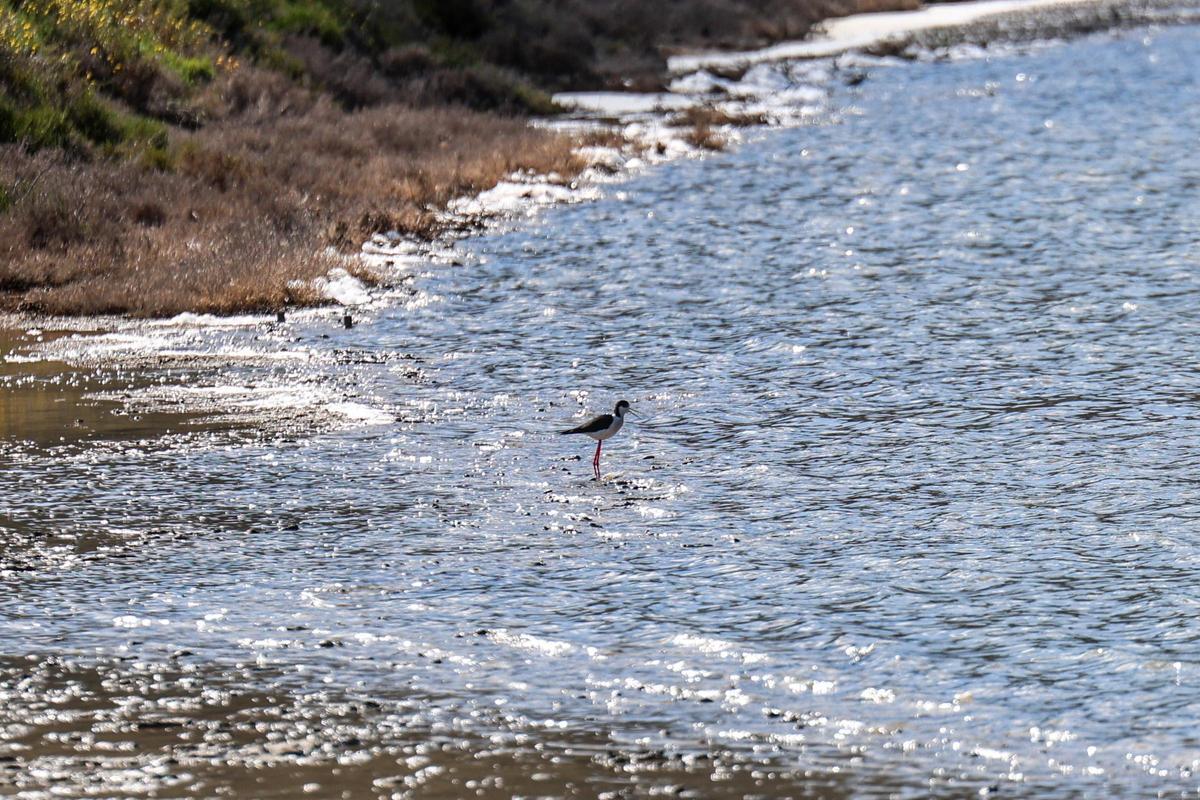 Las imágenes de la jornada en el observatorio de aves en ses Salines de Ibiza
