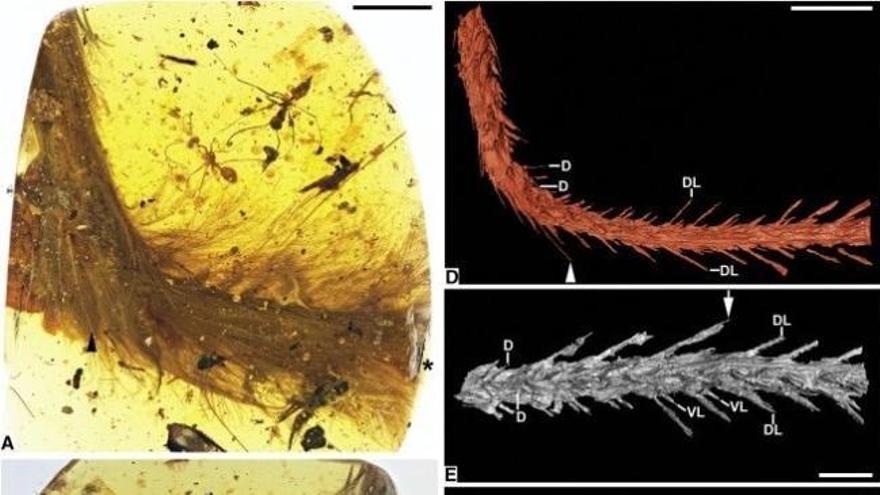 Hallan una cola de dinosaurio conservada en ámbar