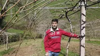 Adrián García, el ingeniero agrónomo que se inventó en Asturias con el kiwiberry, la fruta en miniatura que parece una uva