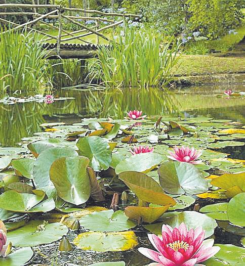 Imagen lago y nenúfares en el jardín. inglés.jpg