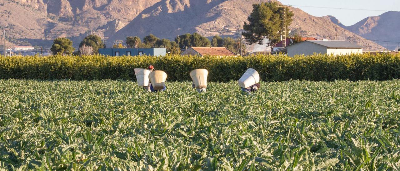 Cuatro operarios realizan trabajos de recolección en un campo de   alcachofas de la comarca de la Vega Baja. | Tony Sevilla